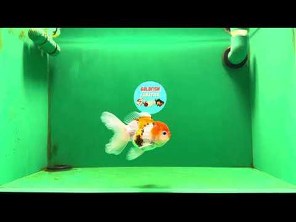 [SINGLE] Tricolor Oranda Male 4-4.5 inches #062725SO_08