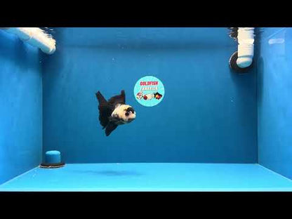 [SINGLE] Panda Oranda Female 4 inches #032026SO_02