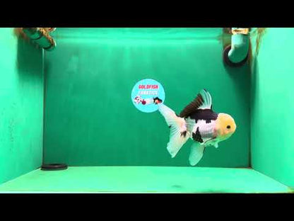 [SINGLE] Panda Male Oranda 4.5-5 inches #080125SO_08