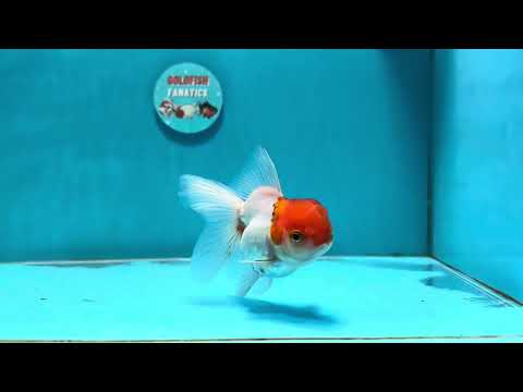 [SINGLE] Red Cap Oranda Female 4 inches #112924SO_19