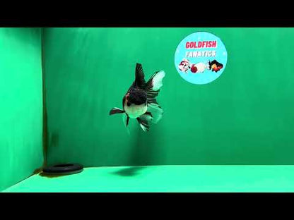[SINGLE] Tricolor Oranda Male 4.5 inches #062025SO_05
