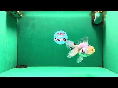 [SINGLE] White Oranda Male 4-4.5 inches #081525SO_04
