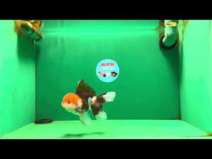 [SINGLE] Tricolor Oranda Male 4.5-5 inches #080125SO_16