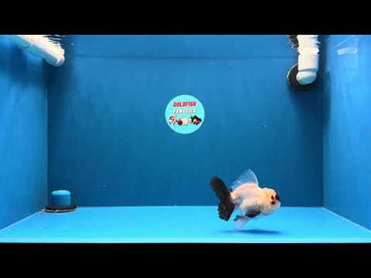 [SINGLE] Tricolor Oranda Male 4 inches #032026SO_04