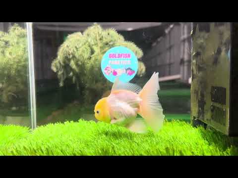 [SINGLE] Lemonhead Oranda Male 4.5 inches #122024SR_07