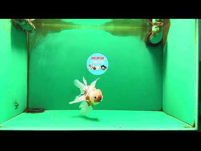 [SINGLE] Calico Oranda Male 4.5-5 inches #091925SO_08