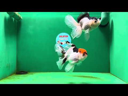 [COUPLE] Tricolor Male & Panda Female Oranda 4.5-5 inches #052325CO_09