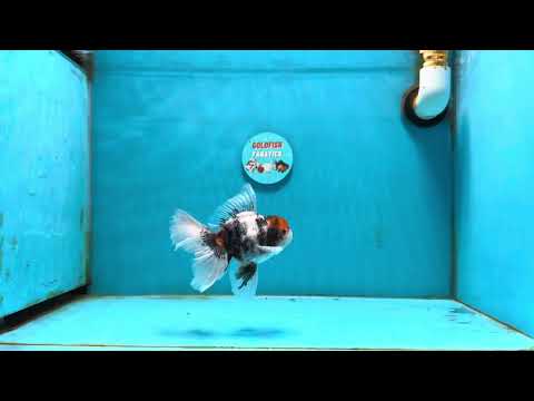 [SINGLE] Calico Oranda Male 4.5 inches #121324SO_07