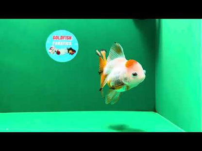 [SINGLE] Tricolor Oranda Female 4.5 inches #062025SO_07