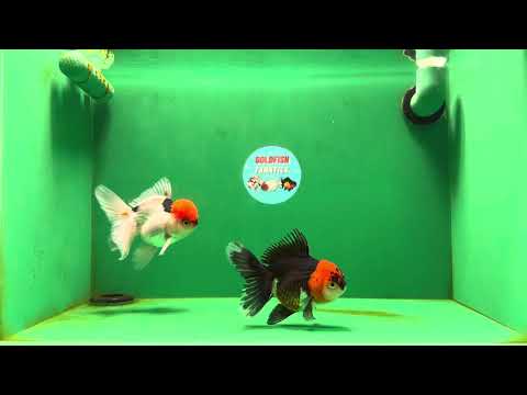 [COUPLE] Red Head Male &amp; Tricolor Female Oranda 4.5 inches #051625CO_10