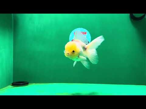 [SINGLE] Lemonhead Oranda Male 4.5 inches #032125OR_07