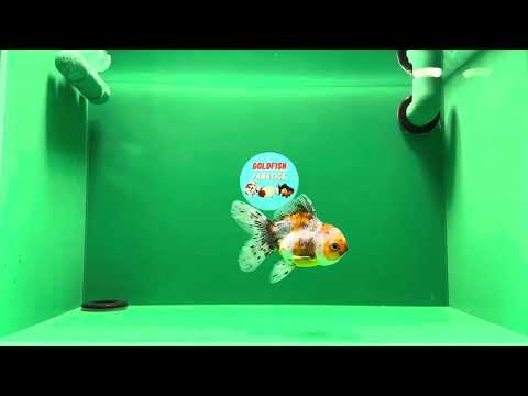 [SINGLE] Calico Oranda Female 4 inches #013125SO_13