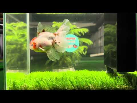 [SINGLE] Marble Red Head Oranda Male size 4.5 inches #112224SO_05