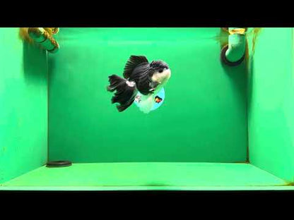 [SINGLE] Panda Button Eyes Oranda Male 4.5-5 inches #080125SO_14