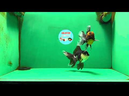 [COUPLE] Tiger Male & Panda Female Oranda 4.5 inches #101025CO_06