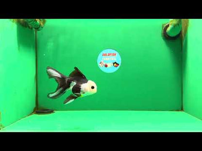 [SINGLE] Panda Button Eyes Oranda Female 4-4.5 inches #111425SO_07