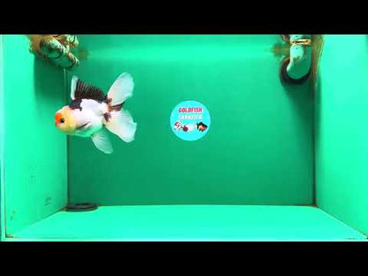 [SINGLE] Tricolor Oranda Male 4.5 inches #082225SO_03