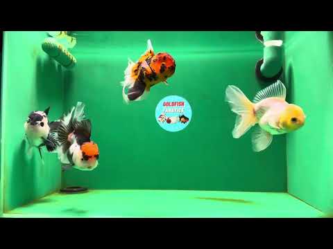 [QUAD] Mix Color All Male Oranda 4.5 inches #051625QO_08