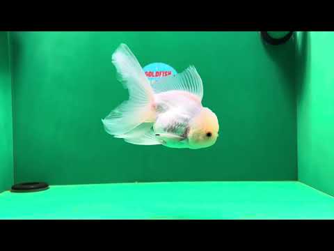 [SINGLE] White Oranda Male 4.5 inches #041825SO_05