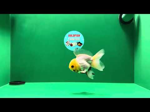 [SINGLE] Lemonhead Button Eyes Oranda Male 4 inches #013125SO_20