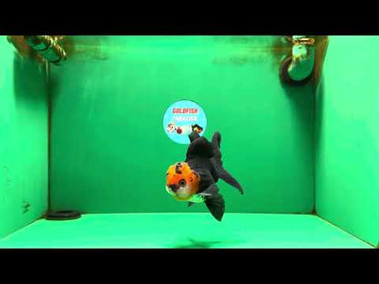 [SINGLE] Tricolor Oranda Male 4.5 inches #090525SO_03