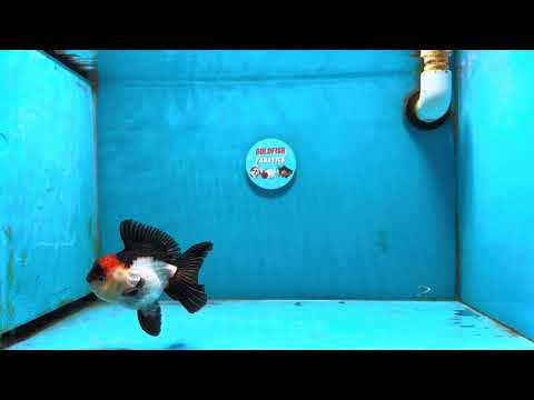 [SINGLE] Tricolor Oranda Male 4-4.5 inches #121324SO_16