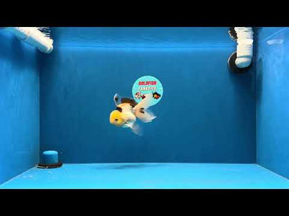 [SINGLE] Tricolor Oranda Male 4.5 inches #032026SO_07