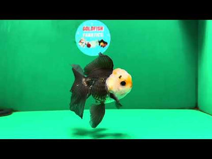 [SINGLE] Tricolor Male Oranda 4.5 inches #101025SO_09