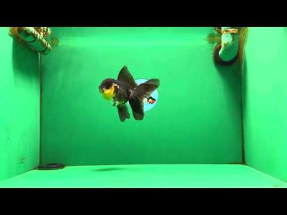 [SINGLE] Panda Oranda Female 5 inches #082225SO_11