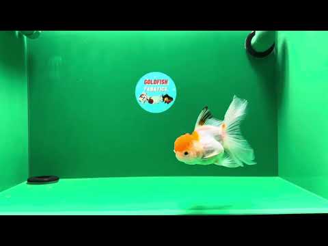 [SINGLE] Orange White Oranda Female 4.5 inches #01102025SO_10