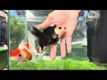 [COUPLE] Panda Button Eyes &amp; Sakura Oranda size 4-4.5 inches #111524CO_06