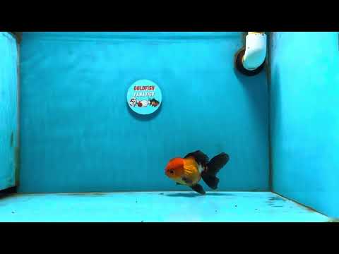 [SINGLE] Apache Oranda Male 4 inches #121324SO_13