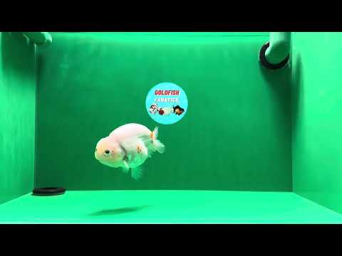 [SINGLE] Matte White Sakura Ranchu Male 4.5 inches #122724SL_11