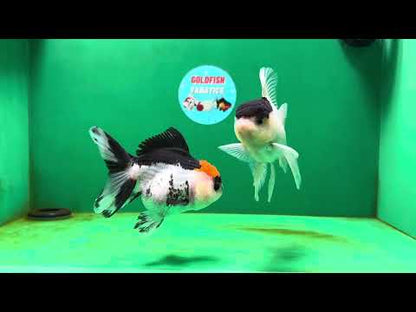 [COUPLE] Button Eyes Tricolor Female & Panda  Male Oranda 4.5 inches #052325CO_08