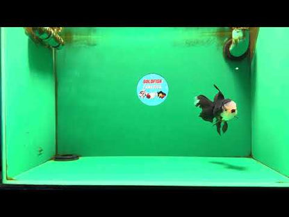 [SINGLE] Panda Oranda Male 4.5 inches #090525SO_02
