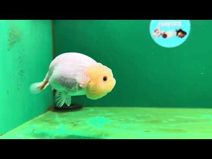 [SINGLE] White Lionchu Female 4-4.5 inches #062725SL_05