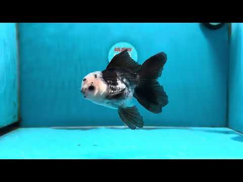 [SINGLE] Panda Oranda Male 4.5 inches #112924SO_08