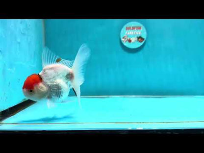 [SINGLE] Tancho Oranda Male 4.5 inches #112924SO_12