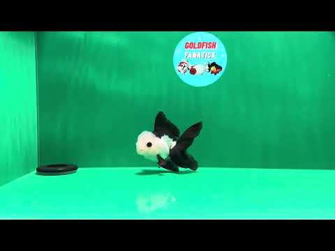 [SINGLE] Panda Button Eyes Oranda Female 3.5-4 inches #010325SO_04