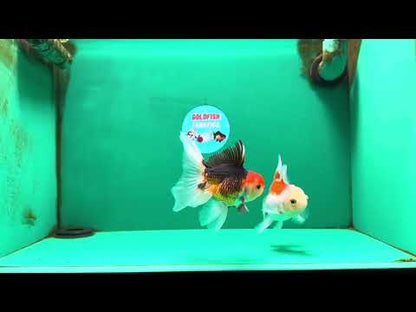 [COUPLE] Tricolor Male & Red White Female Oranda 4-4.5 inches #101025CO_03