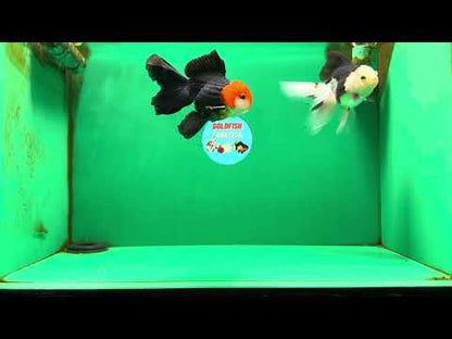 [COUPLE] Tricolor Male & Red White Female Oranda 4.5 inches #101025CO_05