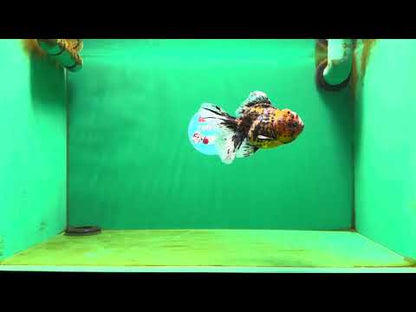 [SINGLE] Pepper Tiger Oranda Female 4.5 inches #080825SO_03
