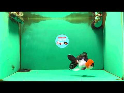 [SINGLE] Tricolor Oranda Male 4-4.5 inches #091925SO_07