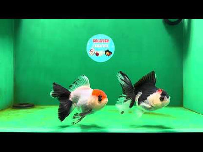 [COUPLE] Red Head Male & Tricolor Button Eyes Female Oranda 4 inches #052325CO_07