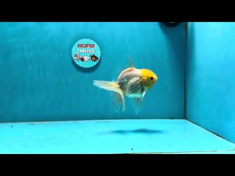 [SINGLE] Lemonhead Oranda Male 4-4.5 inches #112924SO_09