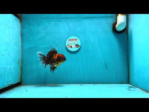 [SINGLE] Tiger Oranda Female 4.5 inches #121324SO_01