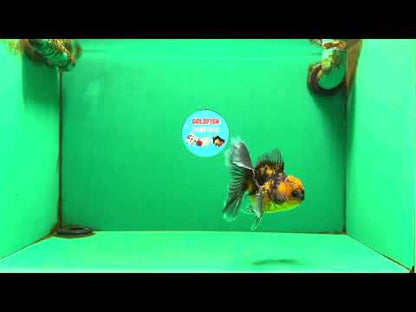 [SINGLE] Tiger Female 4.5 inches #101725SO_02