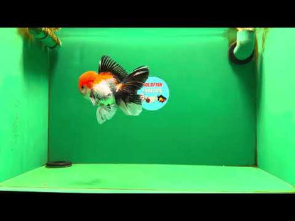 [SINGLE] Tricolor Male Oranda 4.5-5 inches #080125SO_13