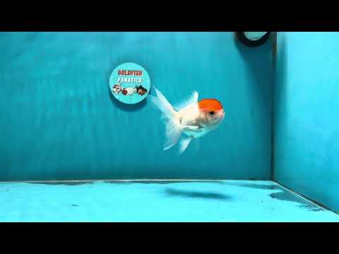 [SINGLE] Red Cap Oranda Female 4-4.5 inches #112924SO_18