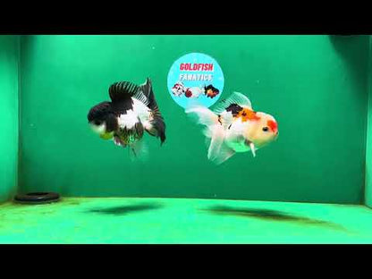 [COUPLE] Panda & Tricolor Male Oranda 4-4.5 inches #052325CO_04